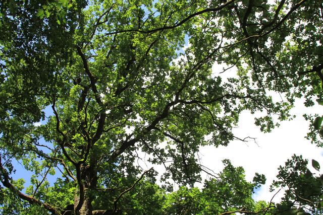 🌳🌞OBEN🌳🌞 | Foto: Ralf Röser