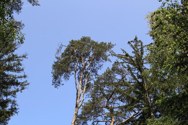 🌳🌞OBEN🌳🌞 | Foto: Ralf Röser