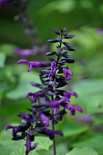 Salbei in Blüte | Foto: Daniela Somers