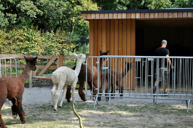 Da gibts kein Halten mehr. Im Galopp hinter dem Pfleger her. Man könnte ja den besten Heuhalm verpassen. | Foto: Daniela Somers