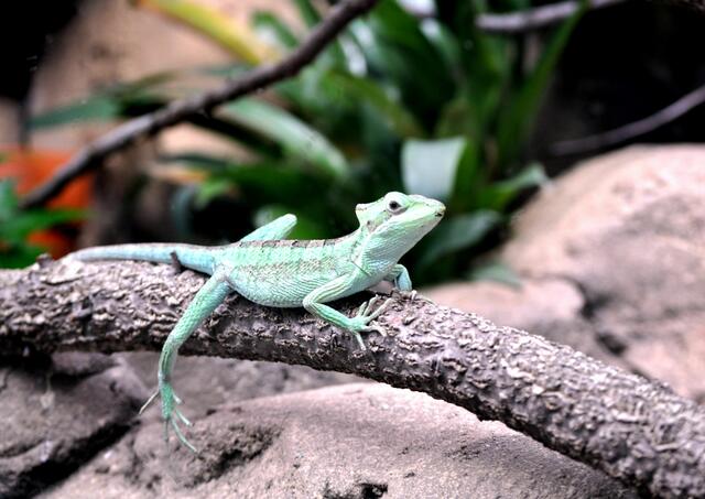 Echse im Südamerikahaus | Foto: Daniela Somers