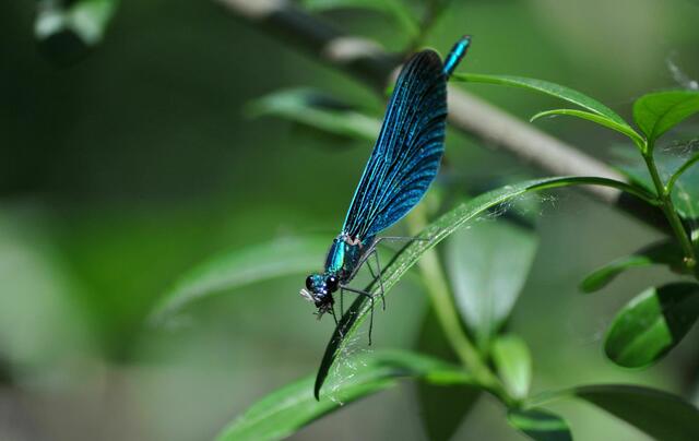 Diese Blauflügel-Prachtlibelle zeigt ihre Flügel nur von der Seite. Aber auch so ist sie wunderschön.  | Foto: Daniela Somers