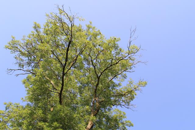 🌳🌞OBEN🌳🌞 | Foto: Ralf Röser