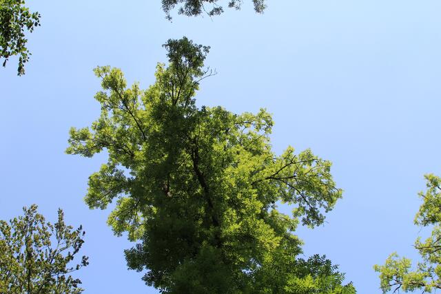 🌳🌞OBEN🌳🌞 | Foto: Ralf Röser