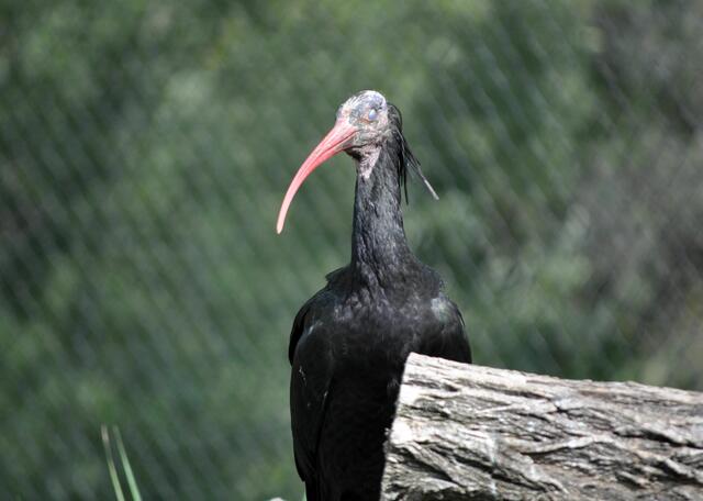 Der Waldrapp ( Geronticus eremita). Auch er gehört zu den Ibissen. | Foto: Daniela Somers