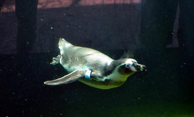 Erst durch diesen Enblick kann man sehen was für tolle Schwimmer sie sind.
Übrigens hat jedes Tier eine Kennung mit seinem Namen. | Foto: Daniela Somers