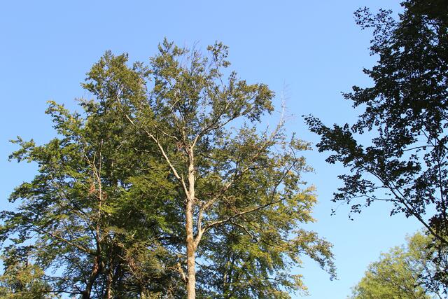 🌳🌞OBEN🌳🌞 | Foto: Ralf Röser