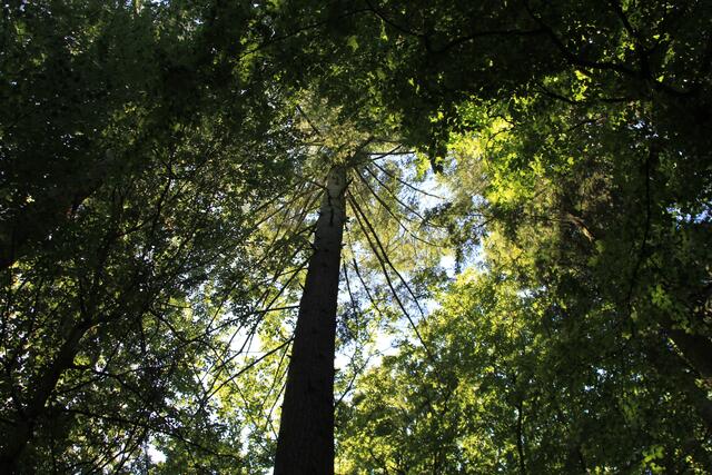🌳🌞OBEN🌳🌞 | Foto: Ralf Röser
