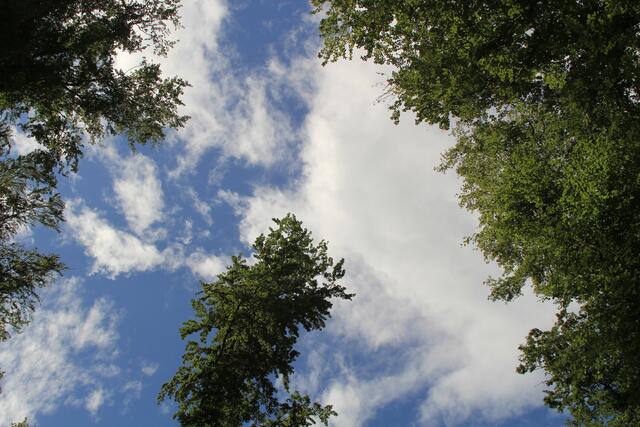 🌳🌞OBEN🌳🌞 | Foto: Ralf Röser