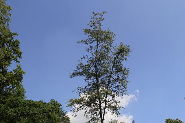 🌳🌞OBEN🌳🌞 | Foto: Ralf Röser