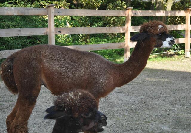 Kommt da jetzt der Pfleger endlich mit dem Futter? | Foto: Daniela Somers