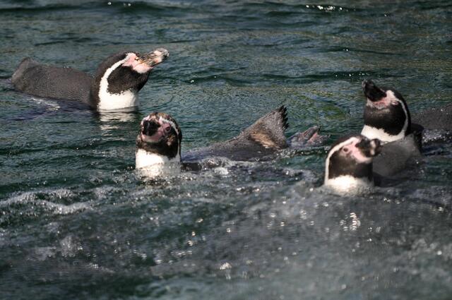 Im Becken herrscht munters Treiben. | Foto: Daniela Somers