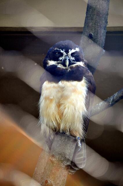 Brillenkauz im Eulenhaus | Foto: Daniela Somers