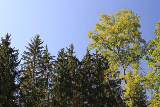 🌳🌞OBEN🌳🌞 | Foto: Ralf Röser