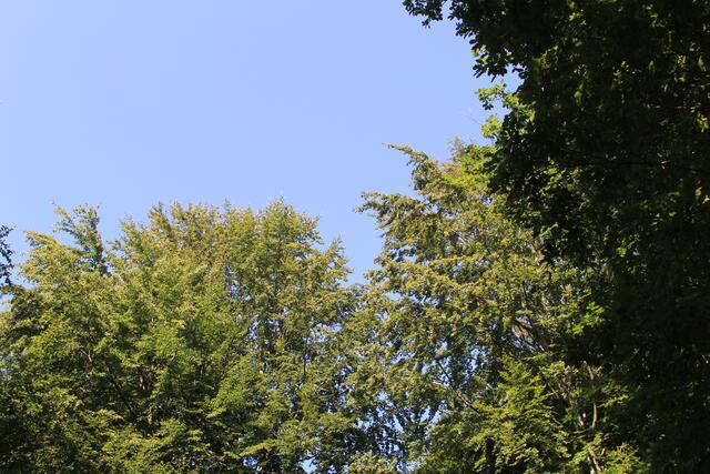 🌳🌞OBEN🌳🌞 | Foto: Ralf Röser