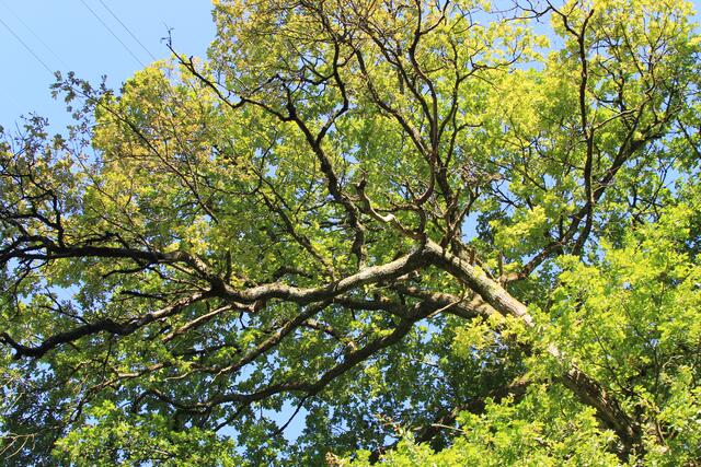 🌳🌞OBEN🌳🌞 | Foto: Ralf Röser