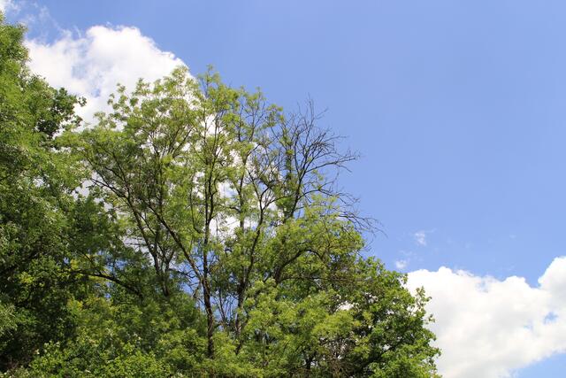 🌳🌞OBEN🌳🌞 | Foto: Ralf Röser