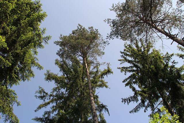 🌳🌞OBEN🌳🌞 | Foto: Ralf Röser