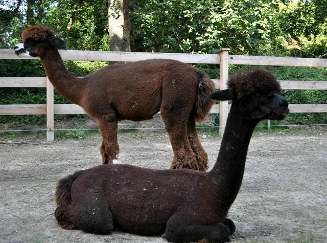 Die neuen Bewohner des Luisenparks. Die 4 Alpakas sind erst zur Eröffnung der BUGA in den Luisenpark eingezogen. | Foto: Daniela Somers