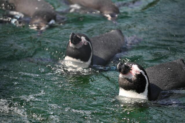 Bei den Humboldt-Pinguinen. | Foto: Daniela Somers