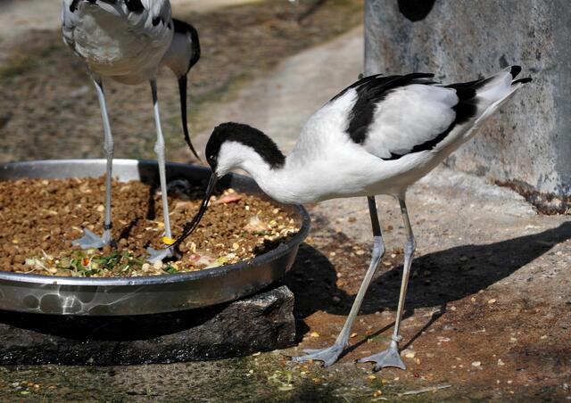 Säbelschnäbler (Recurvirostra avosetta) | Foto: Daniela Somers