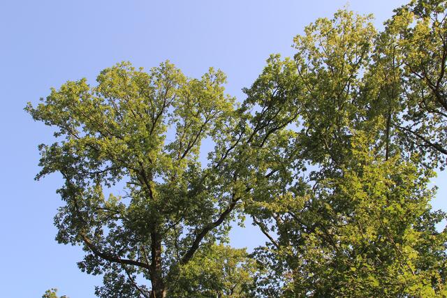 🌳🌞OBEN🌳🌞 | Foto: Ralf Röser
