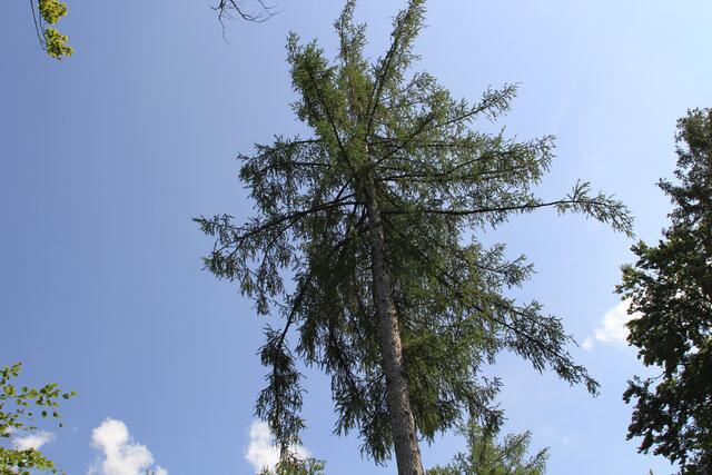 🌳🌞OBEN🌳🌞 | Foto: Ralf Röser