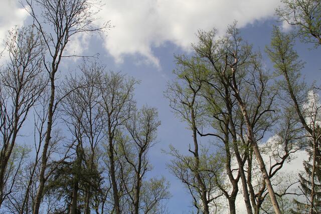 🌳🌞OBEN🌳🌞 | Foto: Ralf Röser