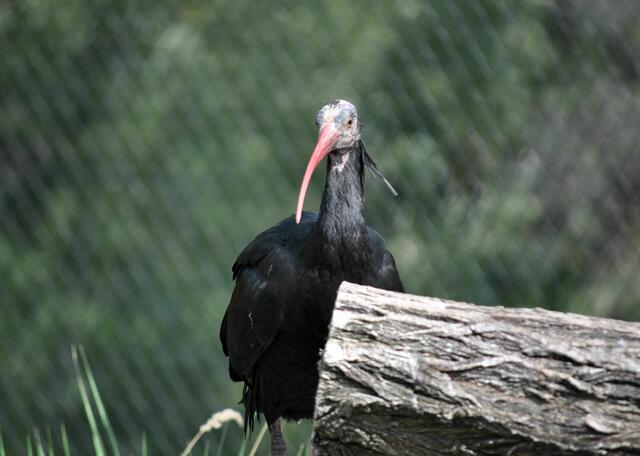 Waldrapp. | Foto: Daniela Somers