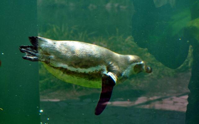 Hier schwimmt Gloria an uns vorbei. | Foto: Daniela Somers