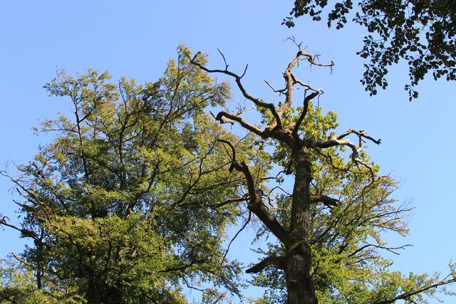 🌳🌞OBEN🌳🌞 | Foto: Ralf Röser