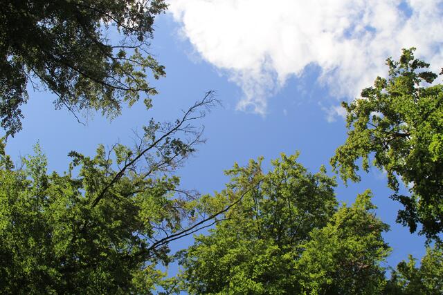 🌳🌞OBEN🌳🌞 | Foto: Ralf Röser