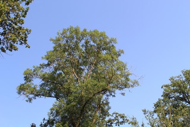 🌳🌞OBEN🌳🌞 | Foto: Ralf Röser