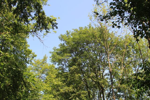 🌳🌞OBEN🌳🌞 | Foto: Ralf Röser