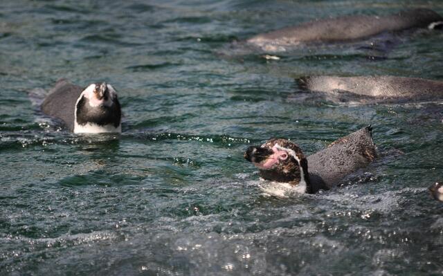 Einfach schön zum Zuschauen. | Foto: Daniela Somers