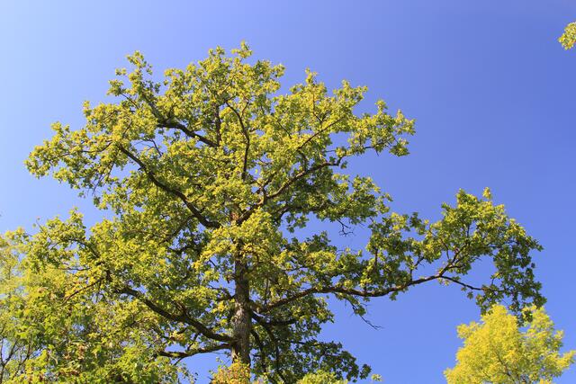 🌳🌞OBEN🌳🌞 | Foto: Ralf Röser
