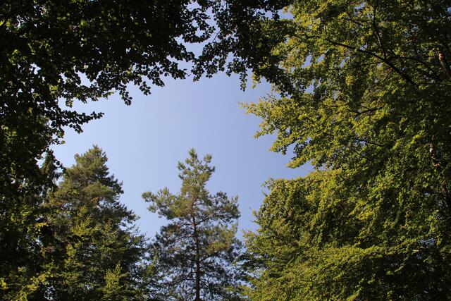 🌳🌞OBEN🌳🌞 | Foto: Ralf Röser