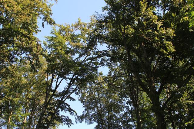 🌳🌞OBEN🌳🌞 | Foto: Ralf Röser