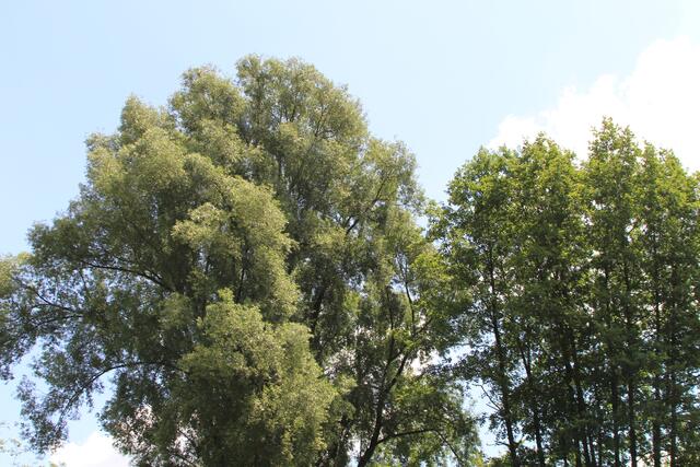 🌳🌞OBEN🌳🌞 | Foto: Ralf Röser