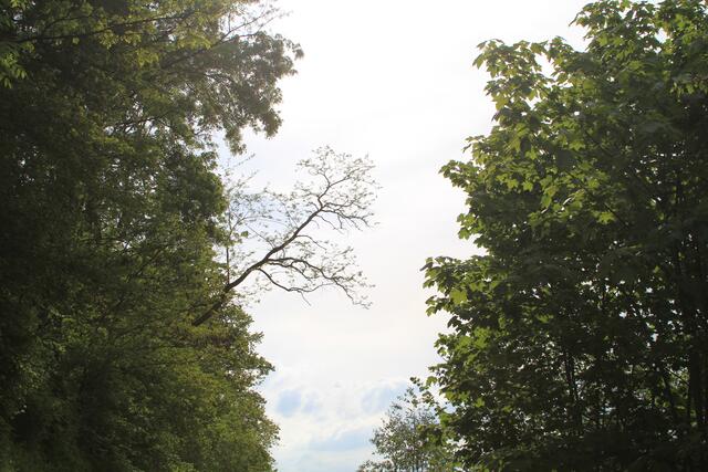 🌳🌞OBEN🌳🌞 | Foto: Ralf Röser