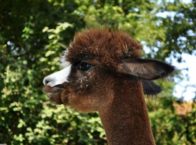 Alpakas sind einfach niedlich. | Foto: Daniela Somers
