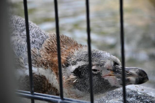 Ein Pinguin lag außerhalb des Beckens. Vielleicht ein Jungtier? Oder hat er sich nur gesonnt? | Foto: Daniela Somers