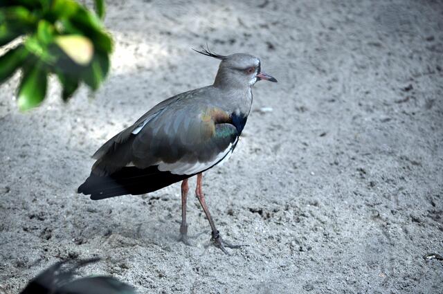 Bronzekiebitz (Vanellus chilensis) | Foto: Daniela Somers