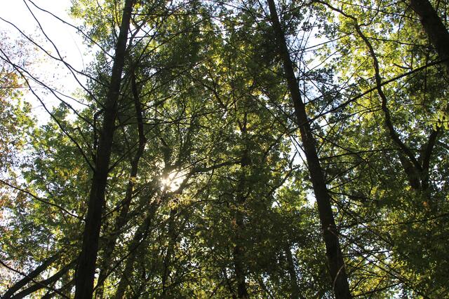 🌳🌞OBEN🌳🌞 | Foto: Ralf Röser