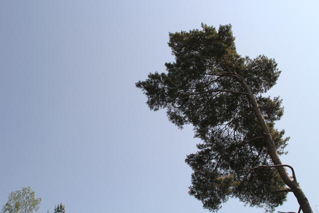🌳🌞OBEN🌳🌞 | Foto: Ralf Röser