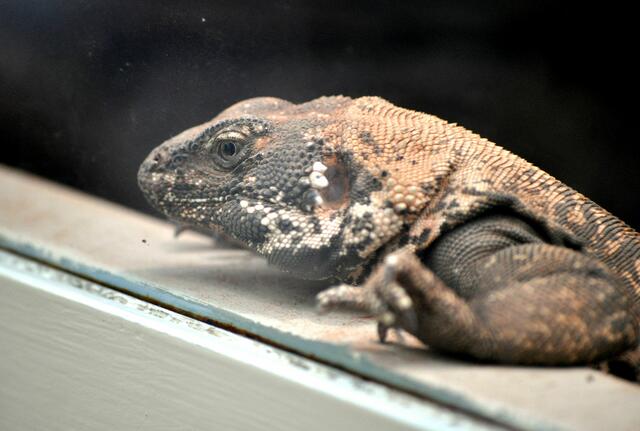 Leguan im Südamerikahaus | Foto: Daniela Somers