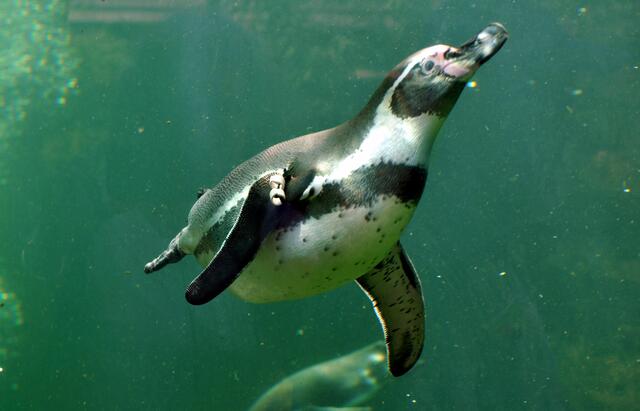 Dem Treiben könnte man stundenlang zusehen. | Foto: Daniela Somers