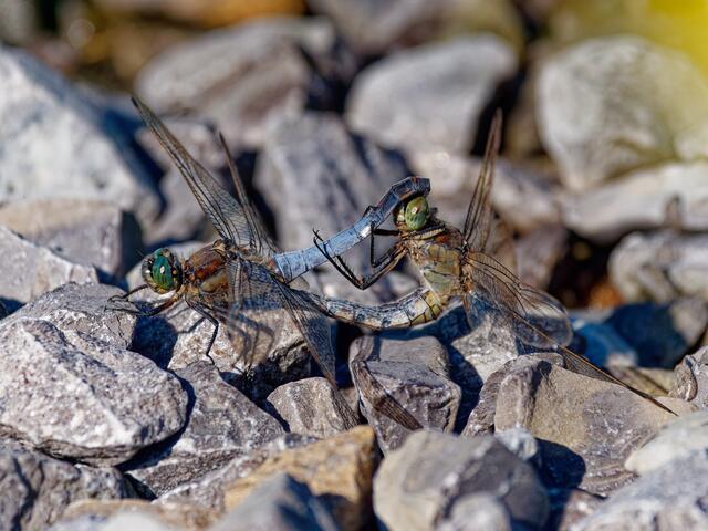 Da hat sich die Geduld der Fotografin gelohnt: Sie hat die Paarung zweier Libellen dokumentiert.  | Foto: Tanja Blind