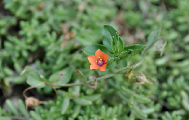 Niedliche Blüte desAcker- Gauchheil (Anagallis arvensis). | Foto: Daniela Somers