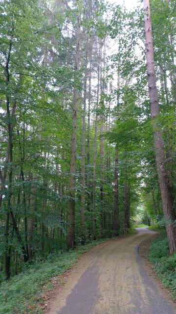 🌞🌲😍🌳🌞 | Foto: Ralf Röser